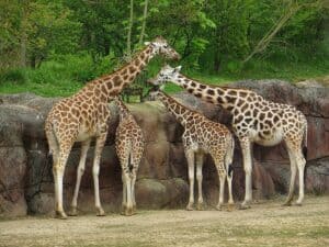 animal-attractions-yorkshire